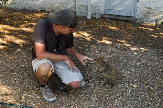 013 Rottnest Island, quokka.jpg